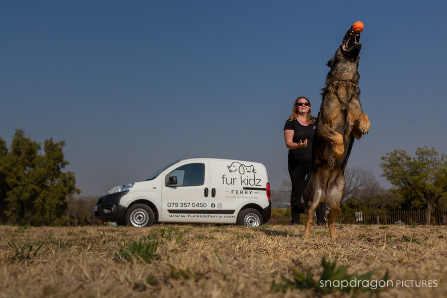 Agility, Animal, Animals, Baby, Business, Candid, Canine, Canine Taxi, Canine Transport, Child, Children, Company, Corporate, Courier, Documentary, Dog, Dog Taxi, Dog Transport, Dogs, Event, Events, Families, Family, Fine Art, Function, Functions, Fur Kidz Ferry. Catherine Bredin, Furkidz Ferry, Gauteng, Johannesgburg, Kids, Lifestyle, Natural Light, Newborn, Pawtrait, Pawtraits, Pet, Pet Transport, Pets, Photo, Photographer, Photographers, Photography, Photojournalism, Photojournalist, Photos, Portrait, Portraits, Puppies, Puppy, Snapdragon Pictures, South Africa, Studio, Taxi, Transport, Video, Videographer, Videographers, Videography, Wedding, Weddings