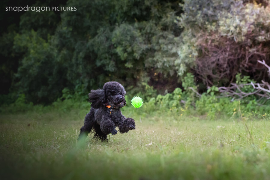 Agility, Animal, Animals, Baby, Business, Candid, Canine, Child, Children, Company, Corporate, Documentary, Dog, Dogs, Event, Events, Families, Family, Fine Art, Function, Functions, Gauteng, Johannesgburg, Kids, Lifestyle, Natural Light, Newborn, Pawtrait, Pawtraits, Pet, Pets, Photo, Photographer, Photographers, Photography, Photojournalism, Photojournalist, Photos, Portrait, Portraits, Puppies, Puppy, Snapdragon Pictures, South Africa, Studio, Video, Videographer, Videographers, Videography, Wedding, Weddings